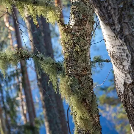 Mustikkakallio Luxury Villa *